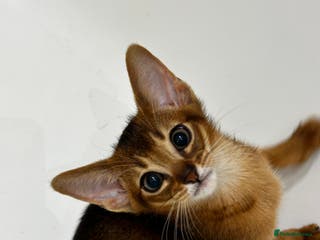 Abyssinian cats Perfect girl Ready to Go 💝 - Advert 18