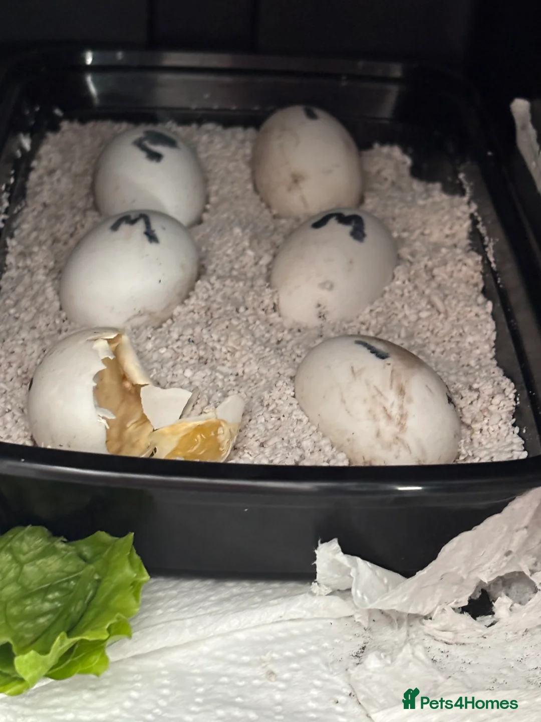 Tortoise reptiles for sale: STUNNING UK BRED HORSEFIELD BABIES AVAILABLE!! - Advert 6