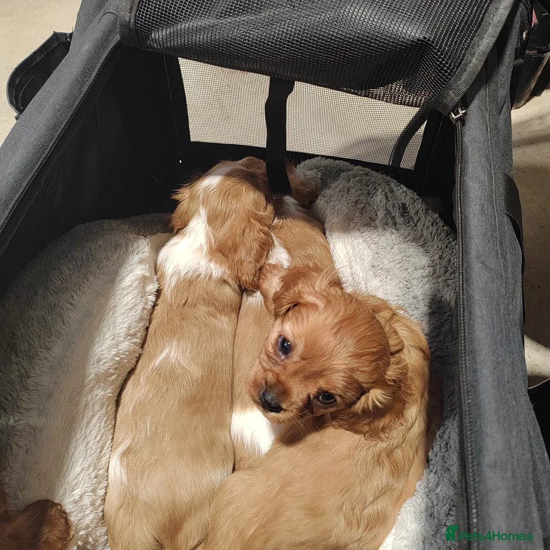 Cavalier King Charles Spaniel dogs for sale: Fully vaccinated and ready now 13 Feb  - Advert 5