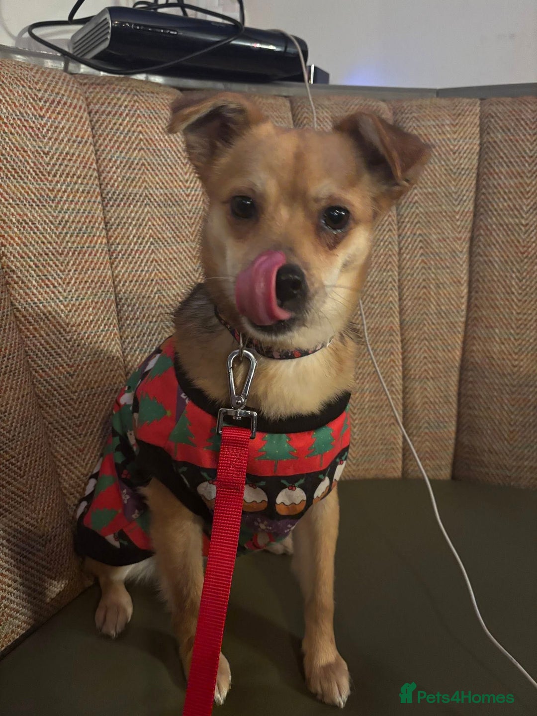 Mixed Breed dogs for adoption: Perfect Precious - Advert 3