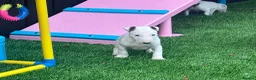 English Bull Terrier dogs for sale: Stunning English bull terrier puppies for sale  - Advert 18