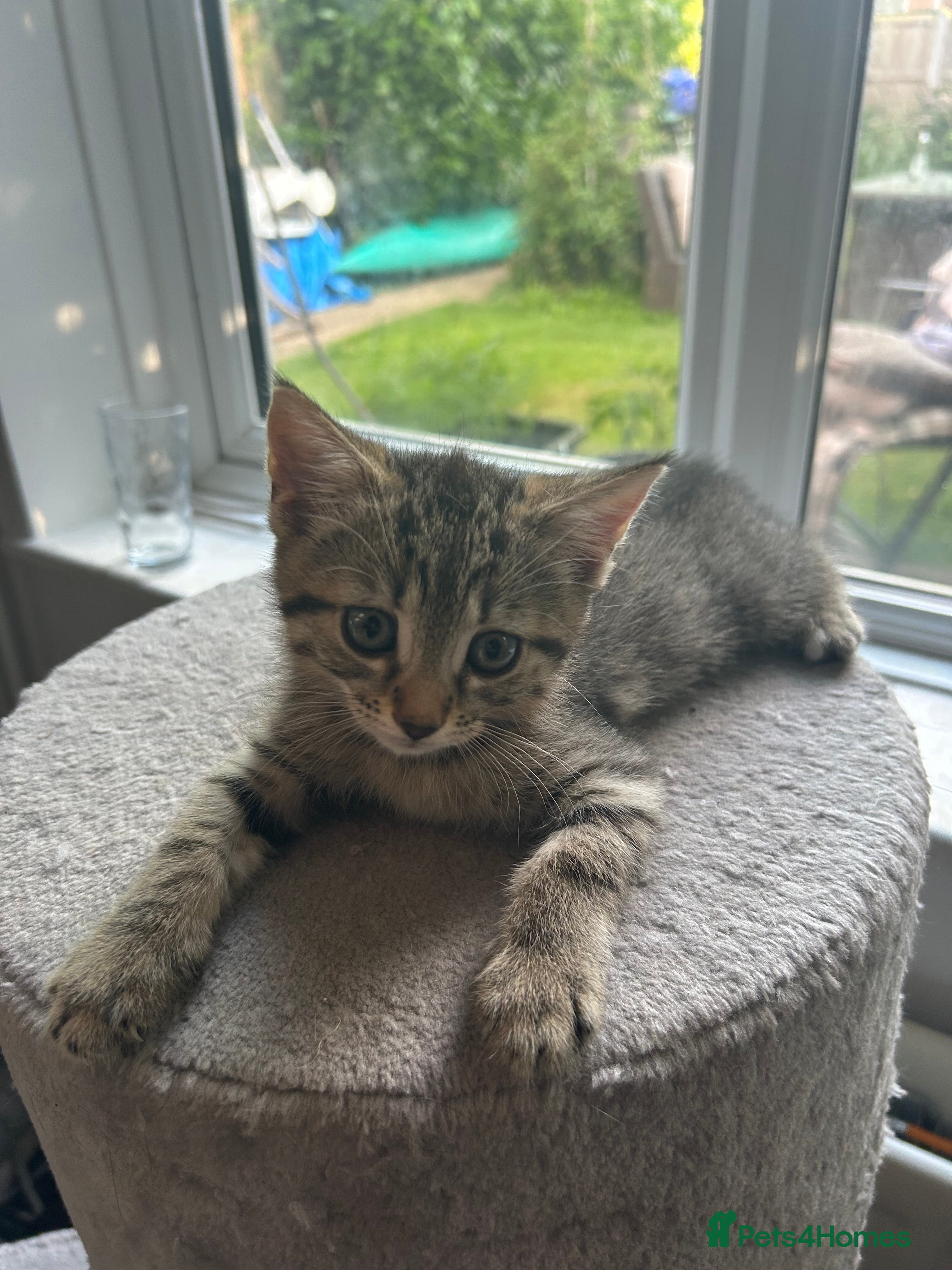 Mixed Breed cats 4 Gorgeous tabby kittens, 2 with white features - Advert 2