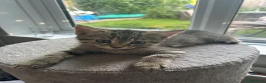 Female full tabby