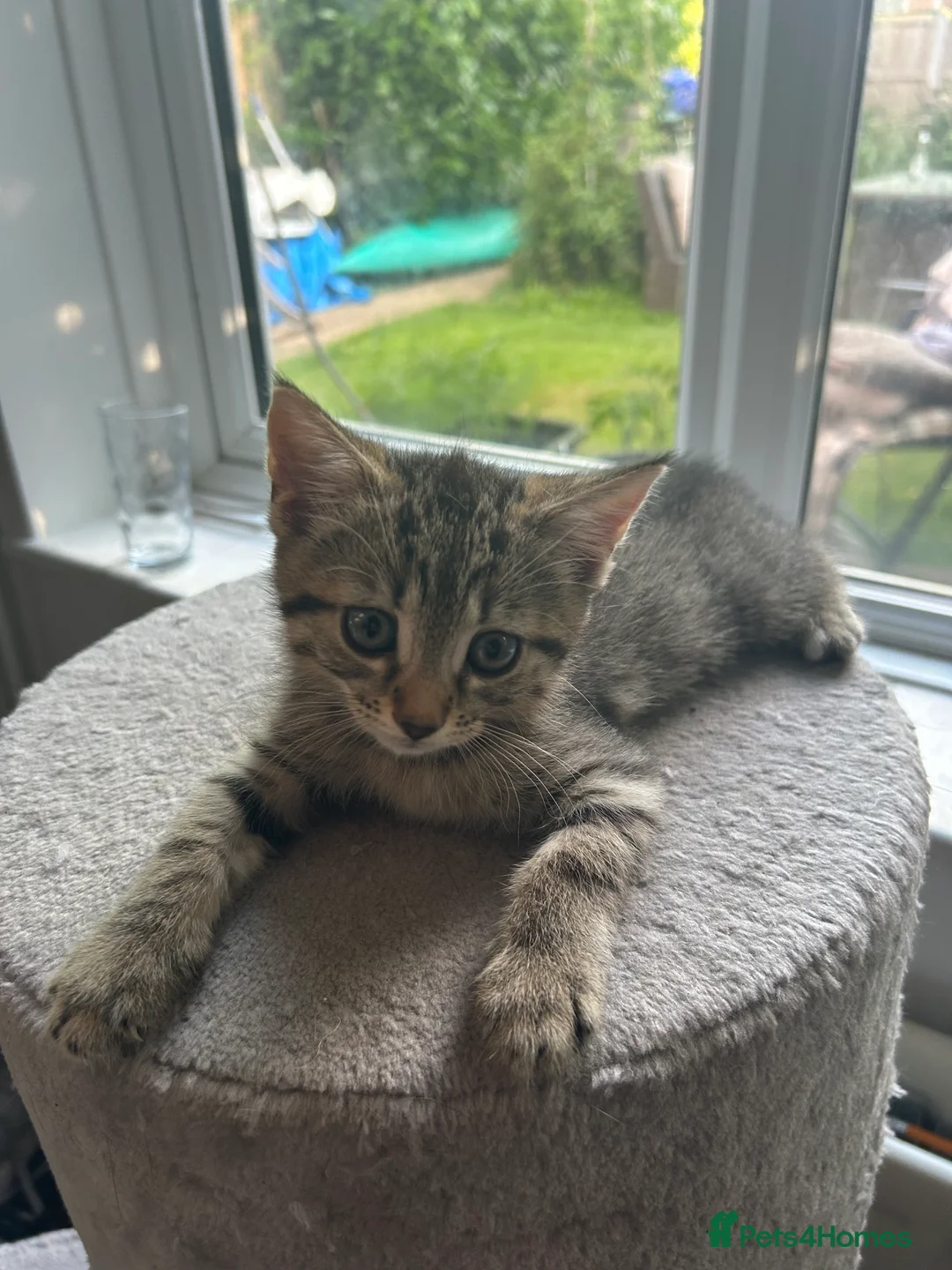Mixed Breed cats for sale: 4 Gorgeous tabby kittens, 2 with white features - Advert 2