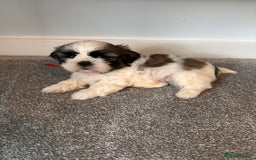 Shih Tzu dogs for sale: 5 gorgeous Shih Tzu puppies - Image 10