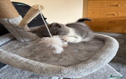 British Shorthair cats for sale: Blue bi colour female kitten - Image 3
