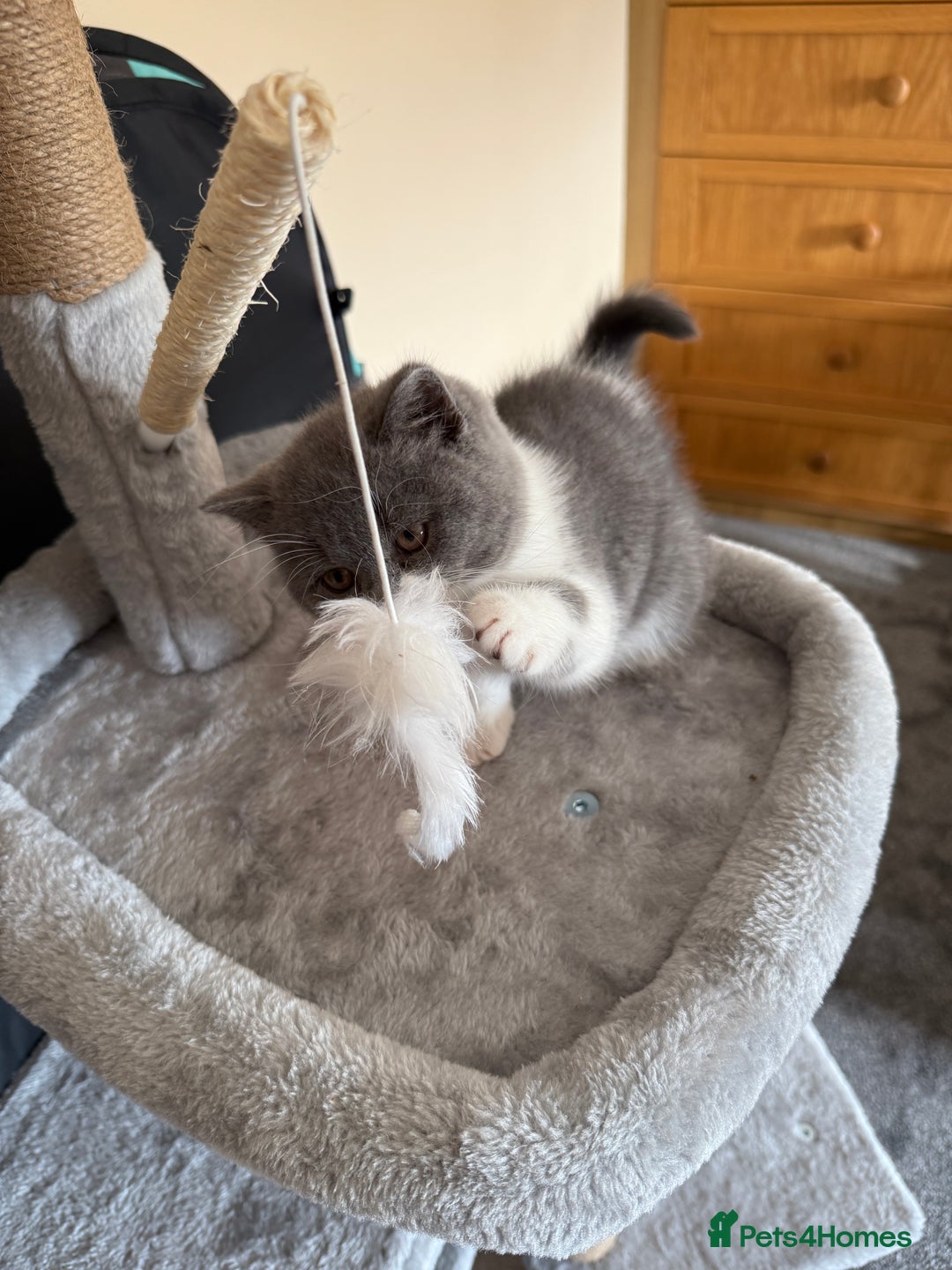 British Shorthair cats for sale: Blue bi colour female kitten - Image 3