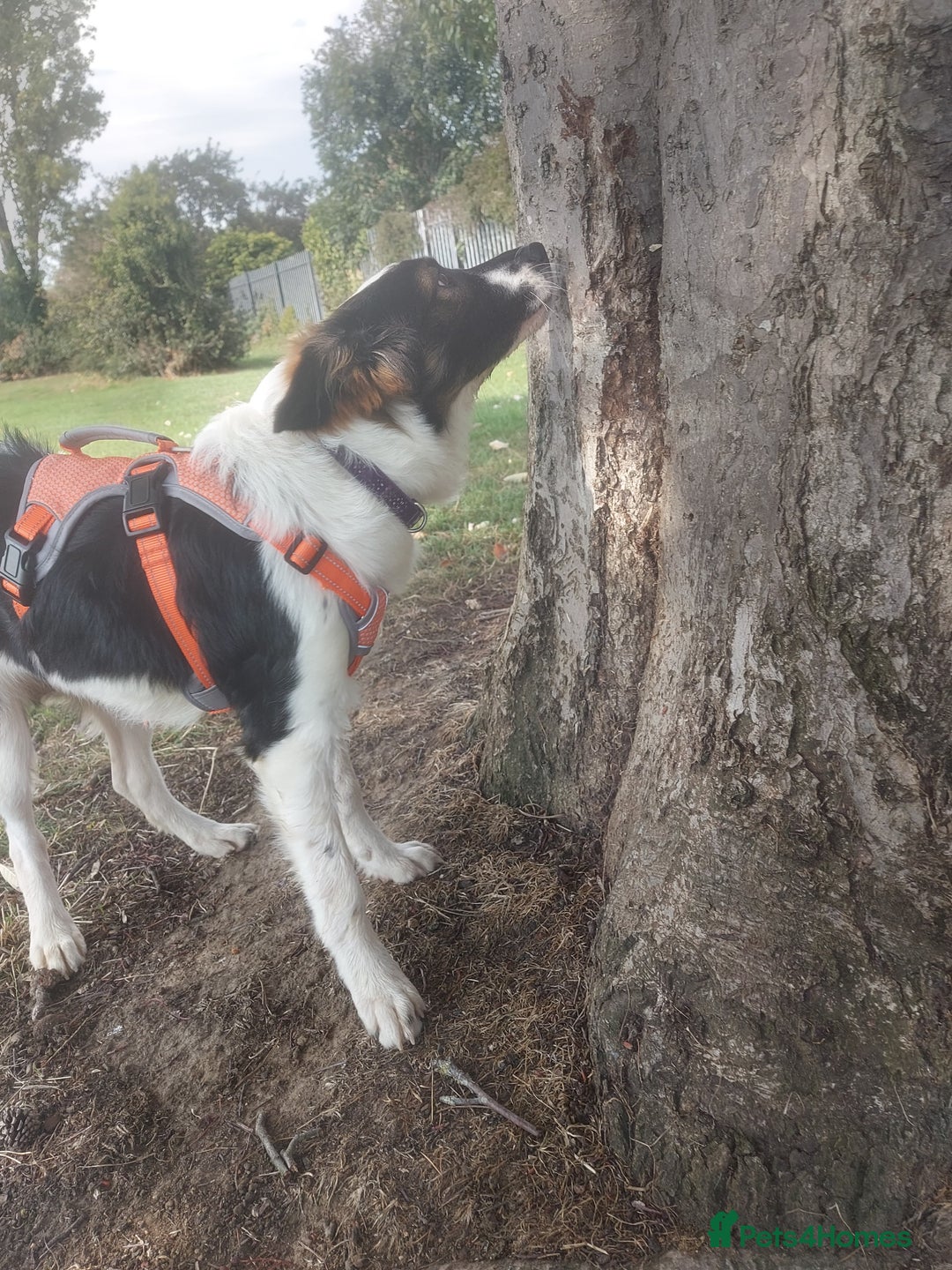 Mixed Breed dogs for adoption: Tilda  - Image 4
