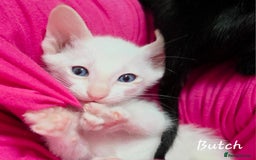 Siamese cats for sale: Beautiful GCCF registered Siamese kittens  - Image 4