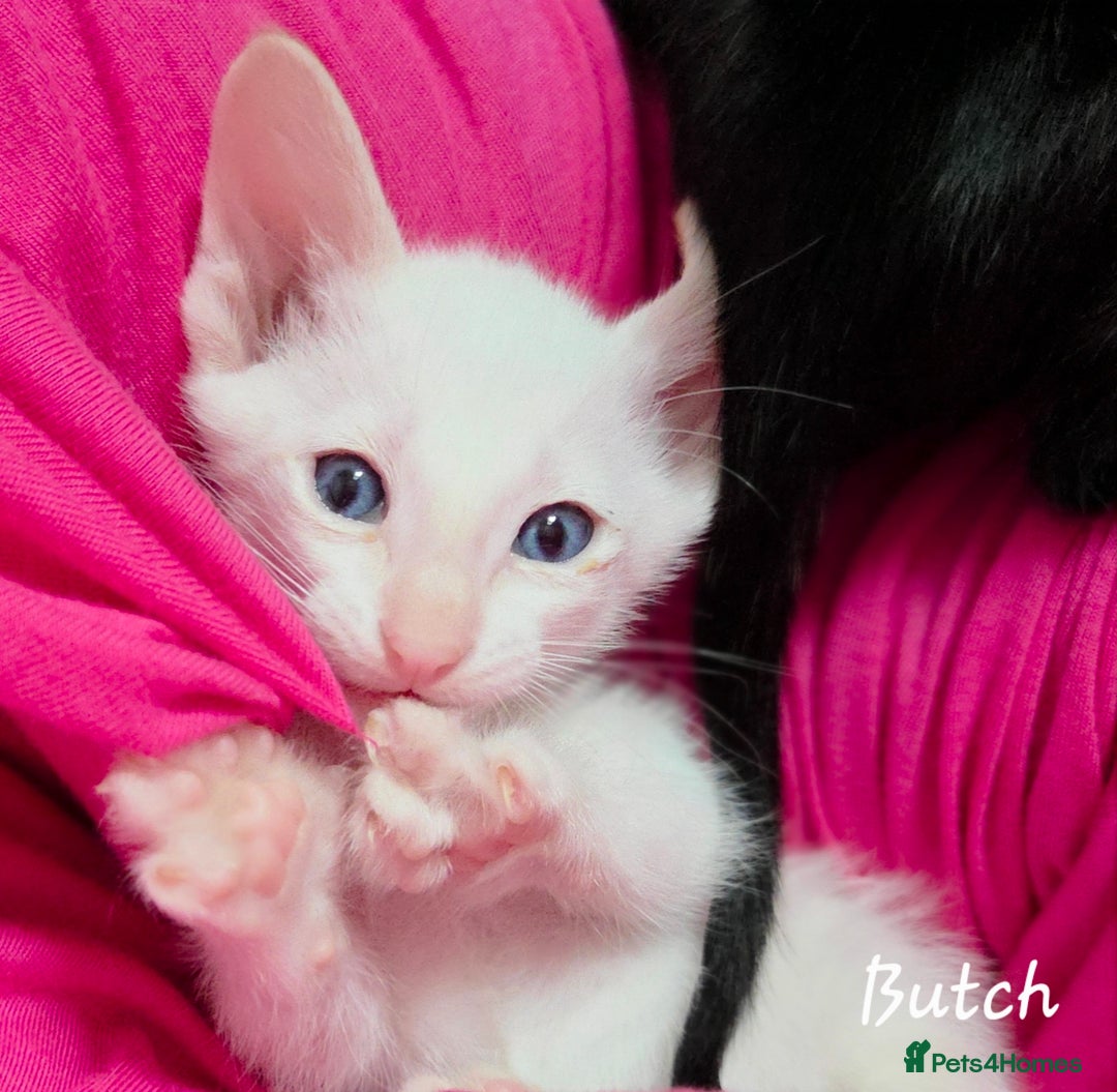 Siamese cats for sale: Beautiful GCCF registered Siamese kittens  - Image 4