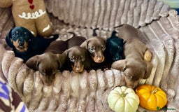 Dachshund dogs for sale: Dachshunds mini puppies   - Image 4