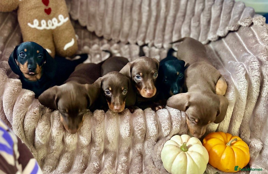Dachshund dogs for sale: Dachshunds mini puppies   - Image 4