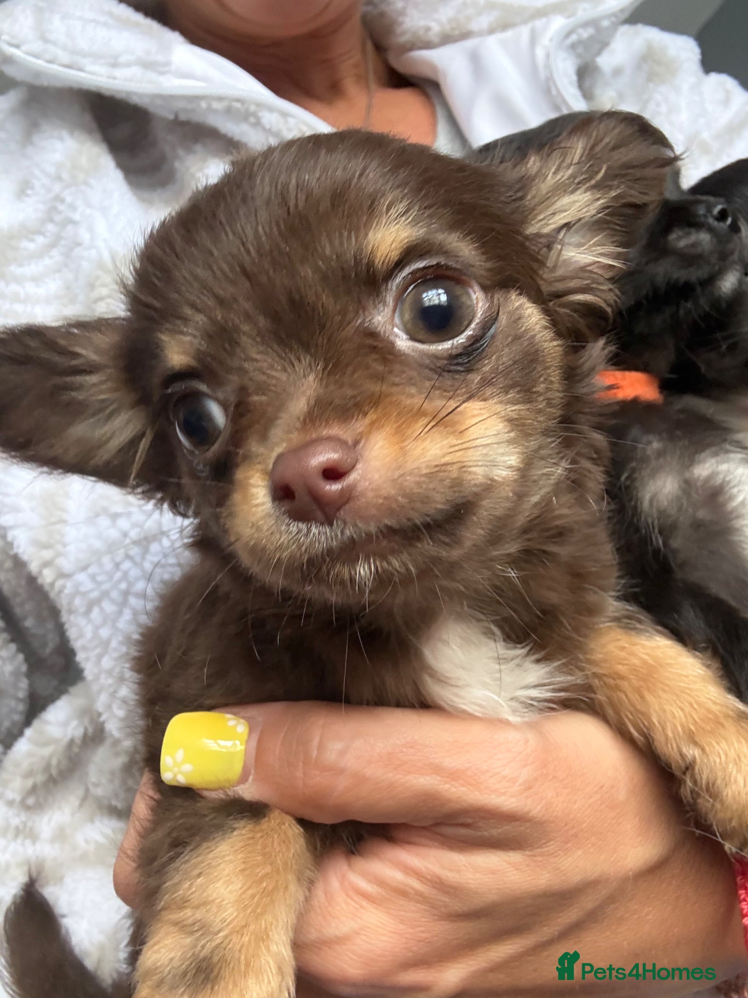Chihuahua dogs L/C chihuahua babies READY NOW - THREE BOYS LEFT - Advert 1