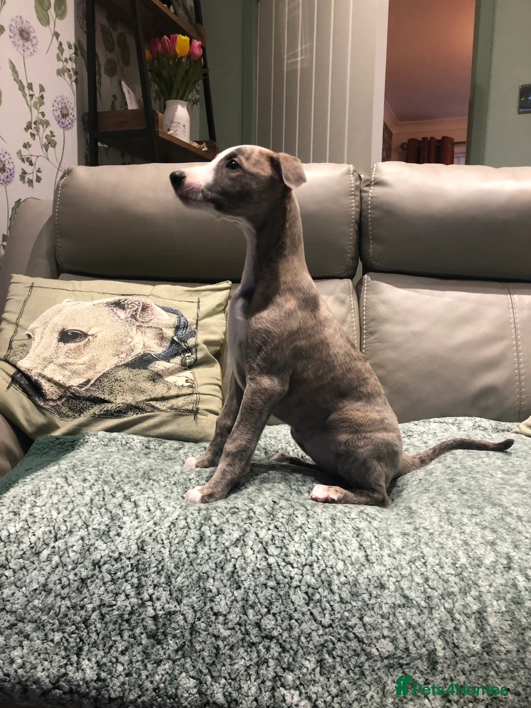 Whippet dogs for sale: Two exceptional kc registered pups available  - Advert 2