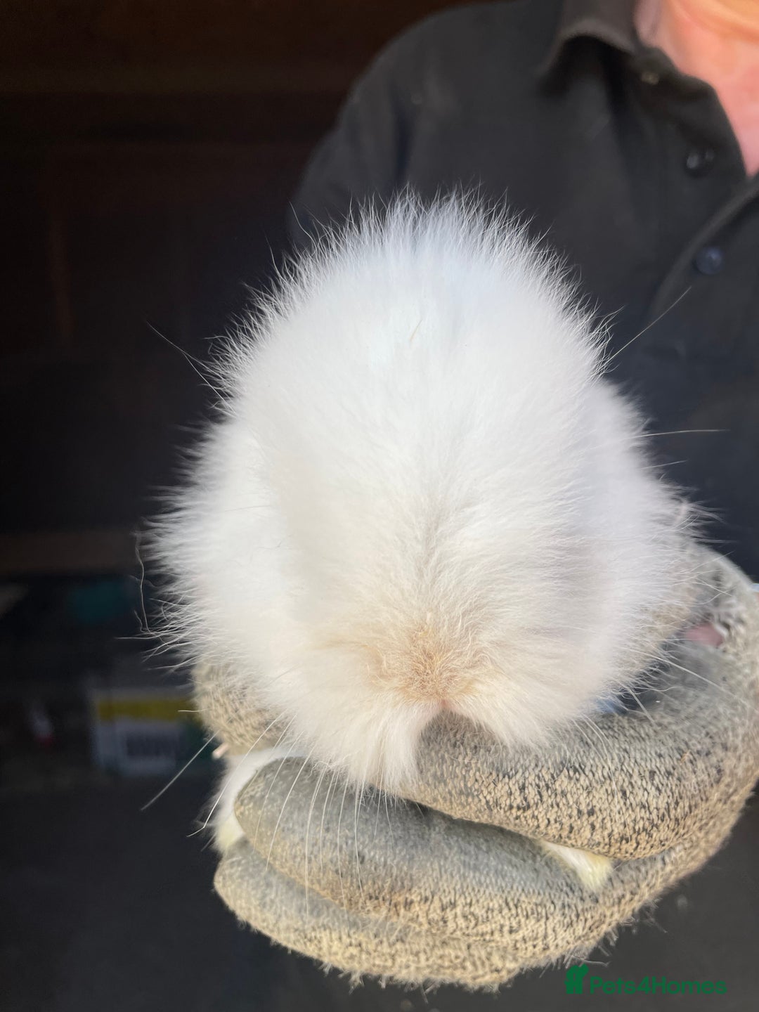 Lionhead rabbits for sale: Beautiful Lion head Baby Bunnies  - Image 9