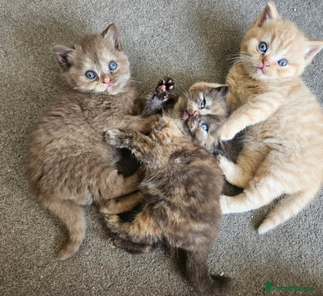 British Shorthair cats for sale: British short hair kittens.  - Image 5