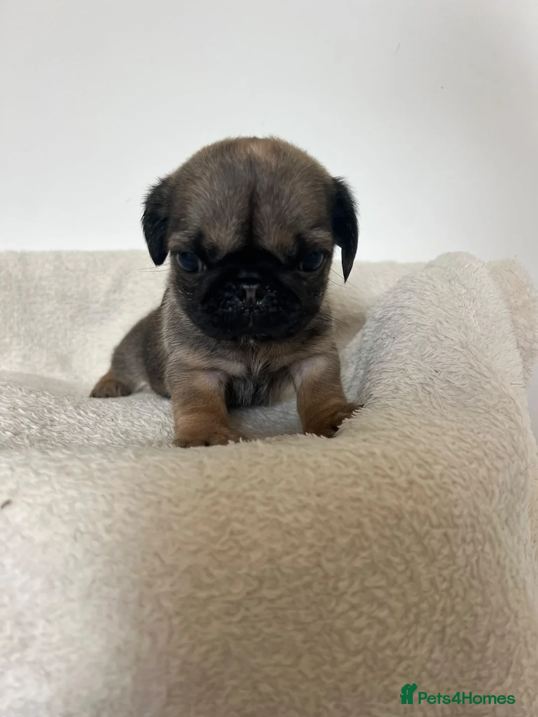 Pug dogs for sale: miniature pugs  - Advert 2