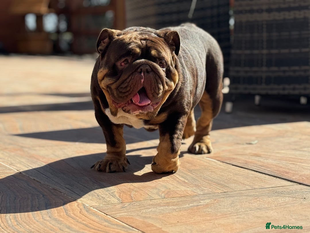 English Bulldog dogs for sale: English Bulldog - 2 years old  - Advert 1