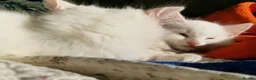 Mixed Breed cats for sale: 2 male kittens - Advert 3