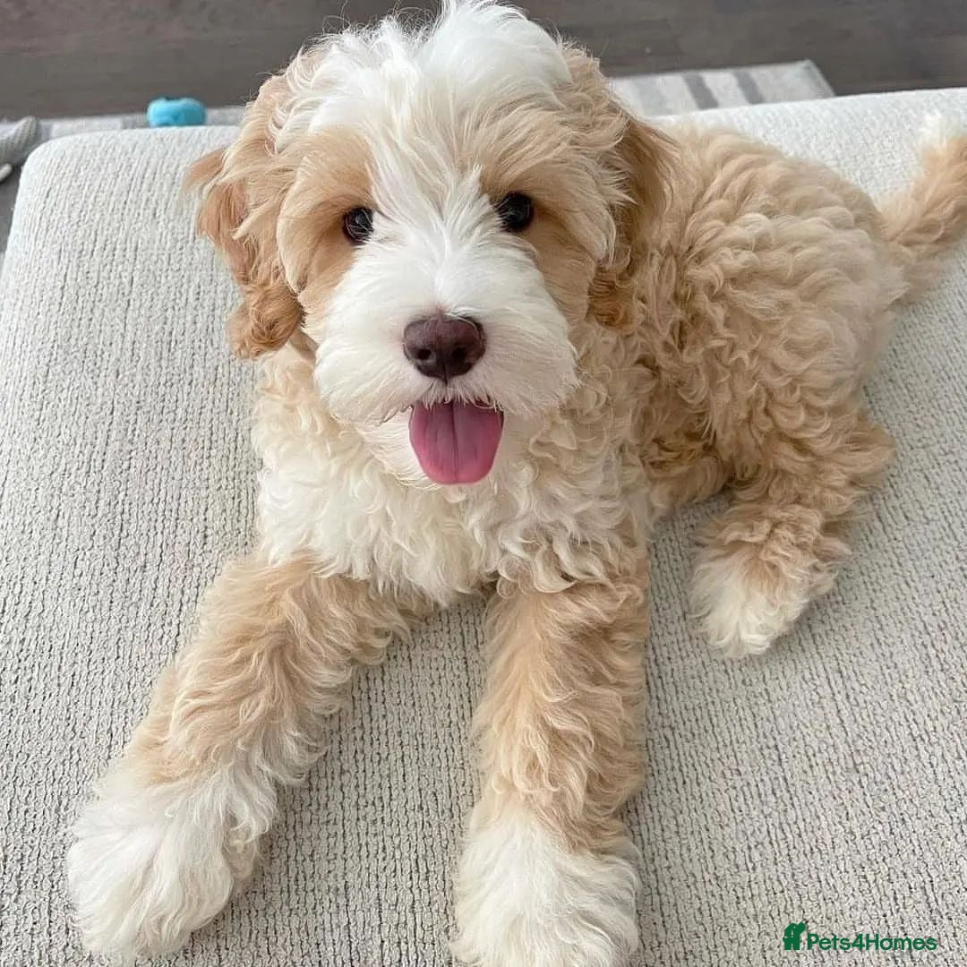 Double Doodle dogs for sale: Lovely Female Doubledoodle Seeks New Home - Image 5