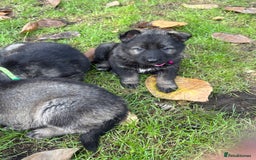 German Shepherd dogs for sale: 10 amazing german shepherd puppies - Advert 17