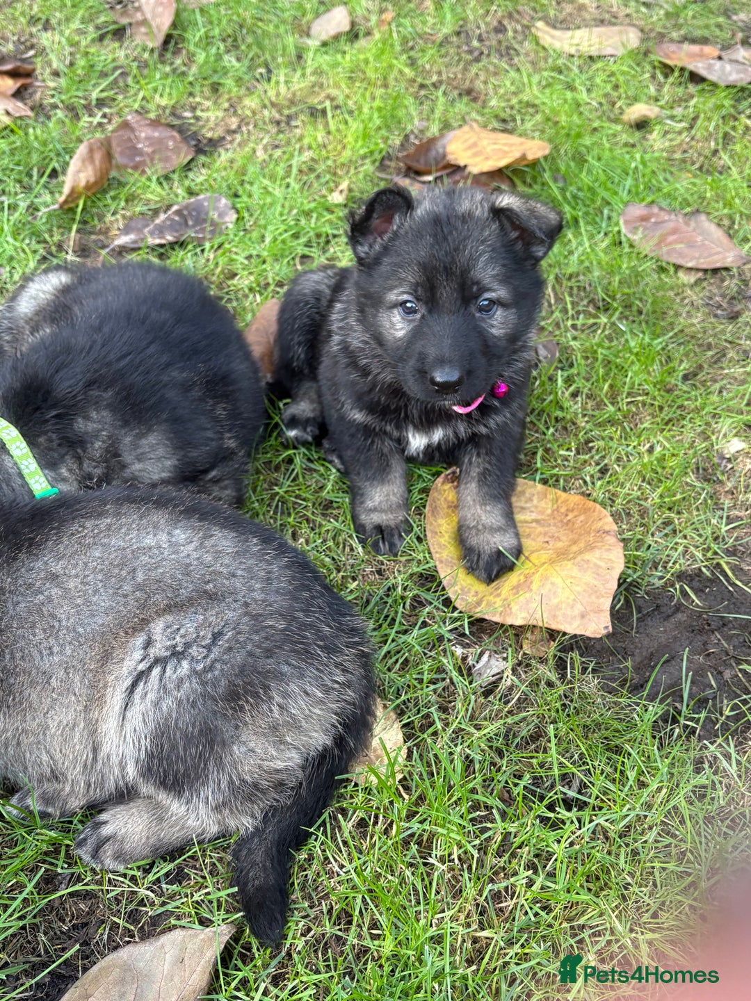 German Shepherd dogs for sale: 10 amazing german shepherd puppies - Advert 17