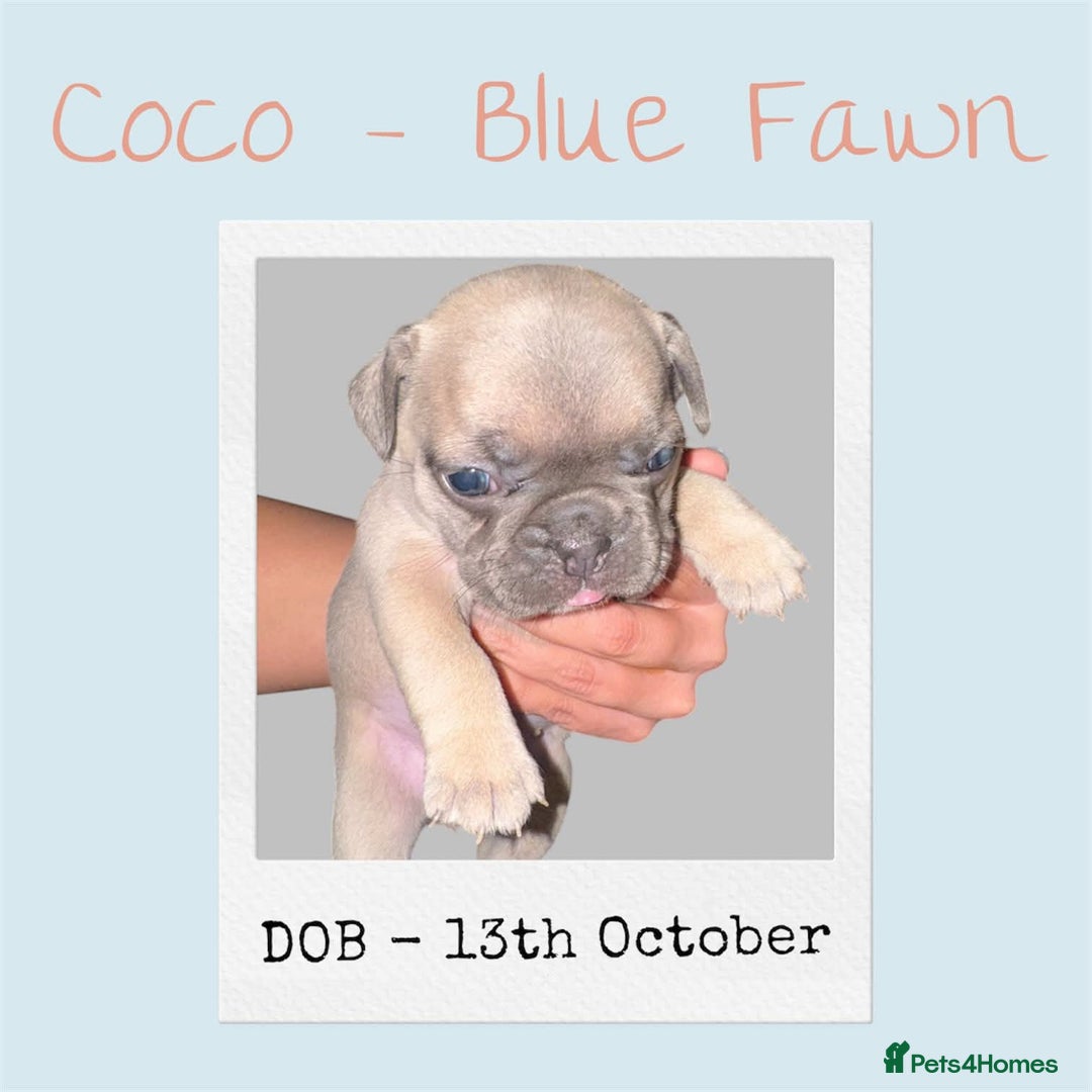 French Bulldog dogs for adoption: 🩷 COCO – Blue Fawn French Bulldog Girl - Advert 1