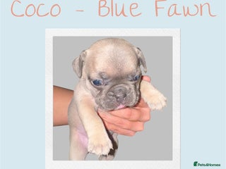 French Bulldog dogs 🩷 COCO – Blue Fawn French Bulldog Girl - Advert 5