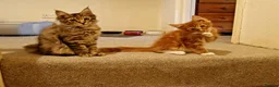 Maine Coon cats for sale: Stunning Maine Coon Kittens - Advert 14