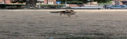 German Shepherd dogs for sale: Beautiful german shepherd girl  - Advert 4