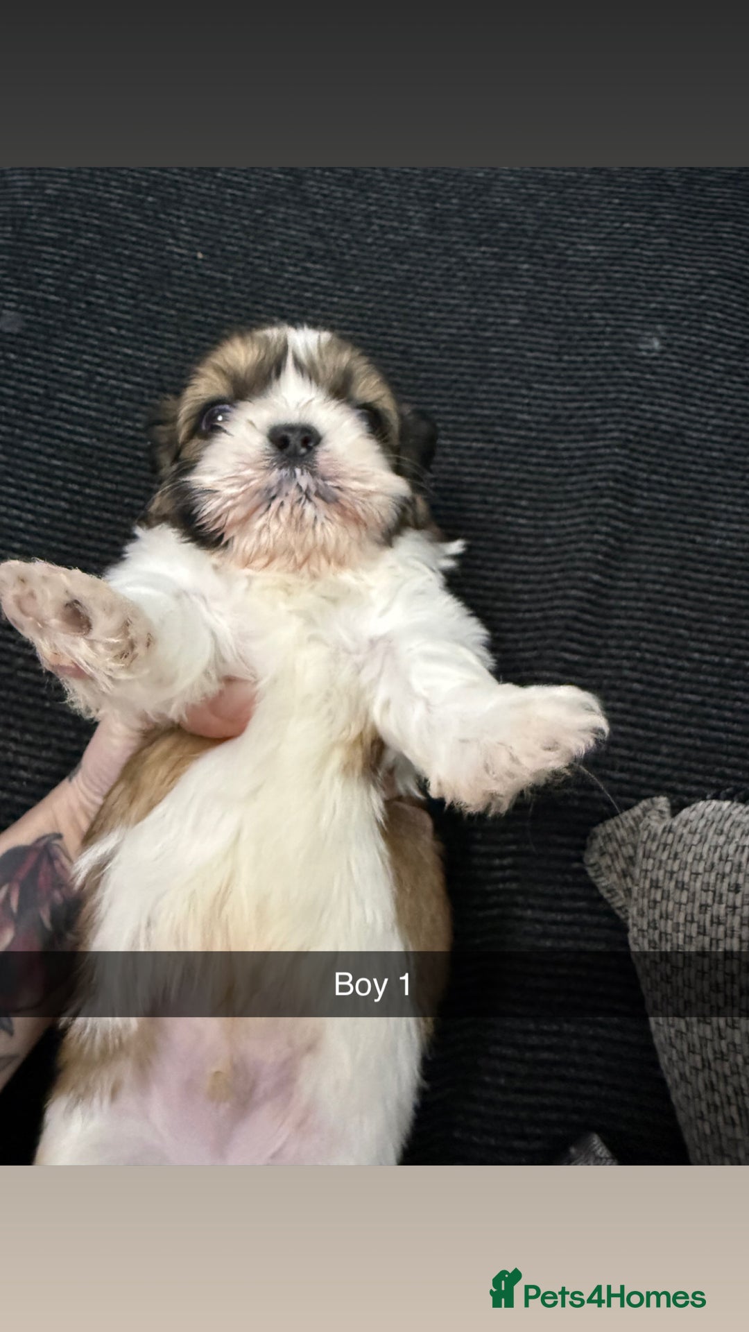 Shih Tzu dogs for sale: 5 stunning Shih Tzu puppies  - Advert 6