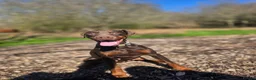 Dobermann dogs for sale: Darcey – 2-Year-Old Doberman - Advert 2