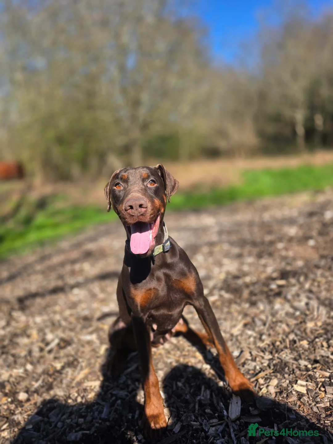 Dobermann dogs for sale: Darcey – 2-Year-Old Doberman - Advert 2