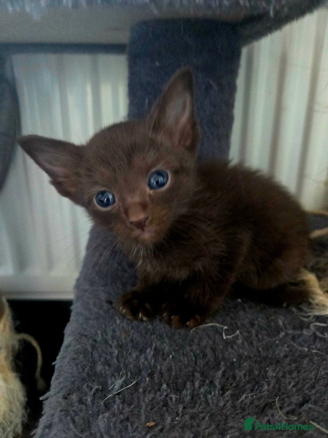 Siamese cats for sale: Beautiful 2 Havana browns and 2 C/ point siamese  - Image 1