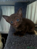 Siamese cats - Advert 2