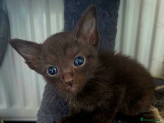 Siamese cats - Advert 1