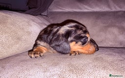 Miniature Dachshund dogs for sale: Miniature dachshund (long haired & short hair) - Image 8