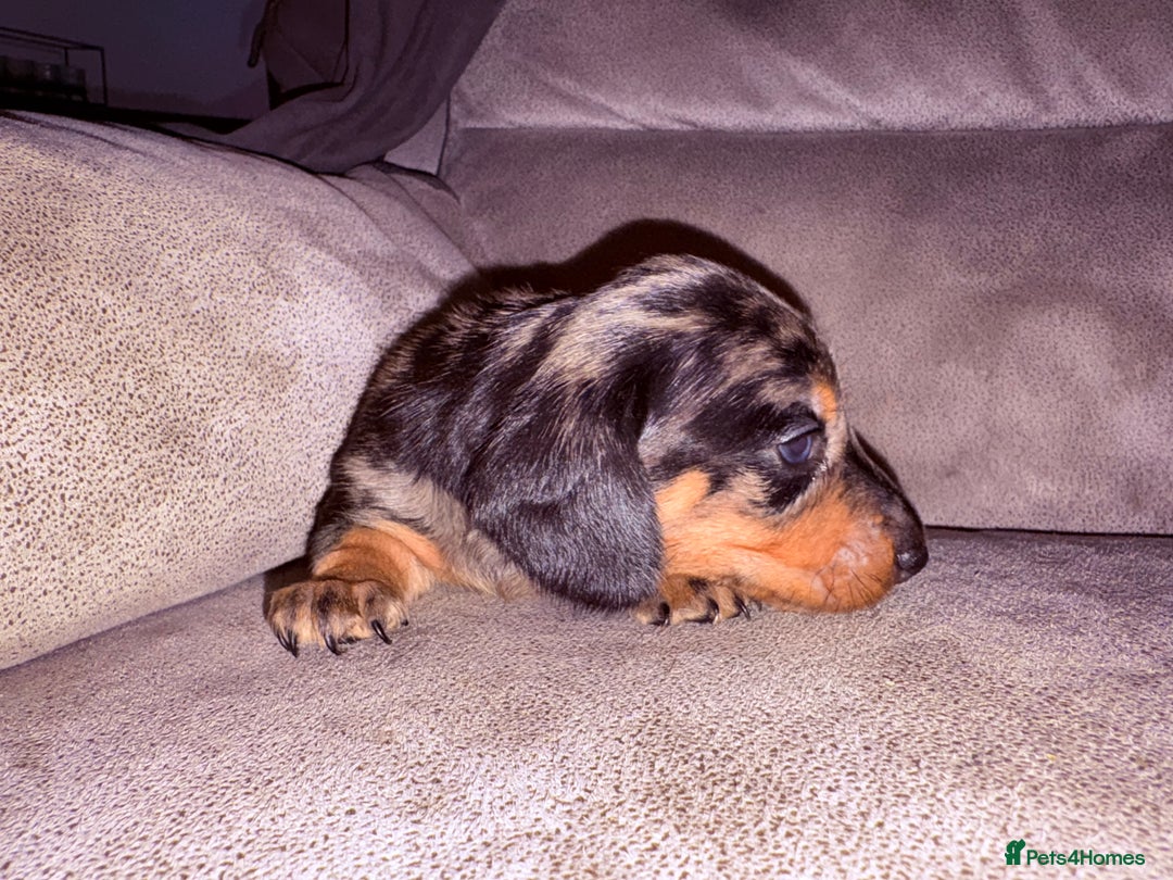 Miniature Dachshund dogs for sale: Miniature dachshund (long haired & short hair) - Image 8