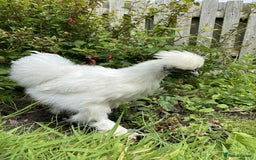 Chickens poultry for sale: Silkie male looking for a loving home  - Image 1