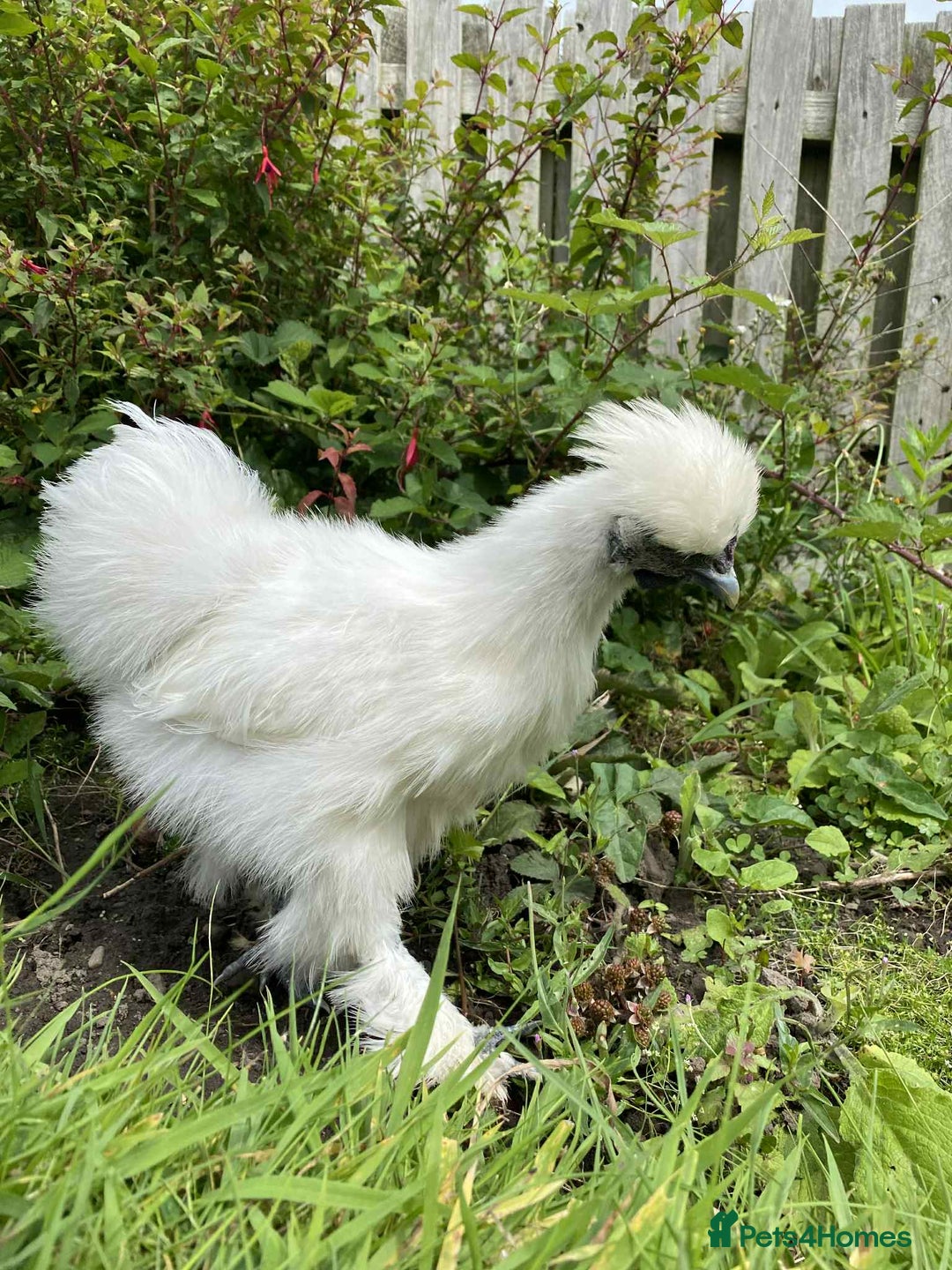 Chickens poultry for sale: Silkie male looking for a loving home  - Image 1