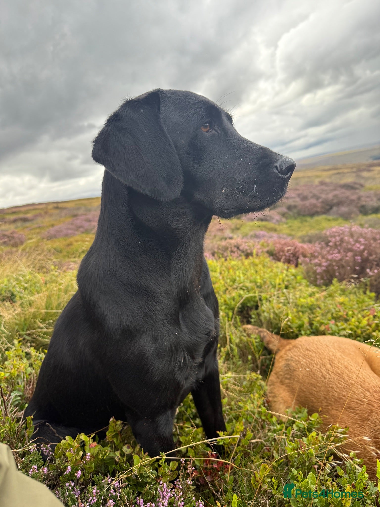 Labrador Retriever dogs Black Labrador puppies. - Advert 1