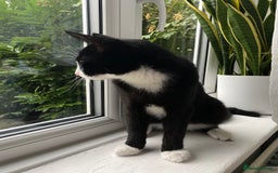 Domestic Shorthair cats for sale: Gentle Black and White Male Cat – Vaccinated - Image 1