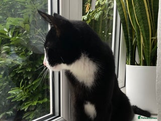 Domestic Shorthair cats - Advert 24