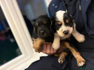 Cocker Spaniel dogs KC REG COCKER SPANIELS - Advert 1