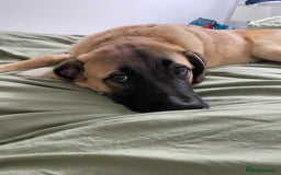 Mixed Breed dogs for sale: Billy - Image 3