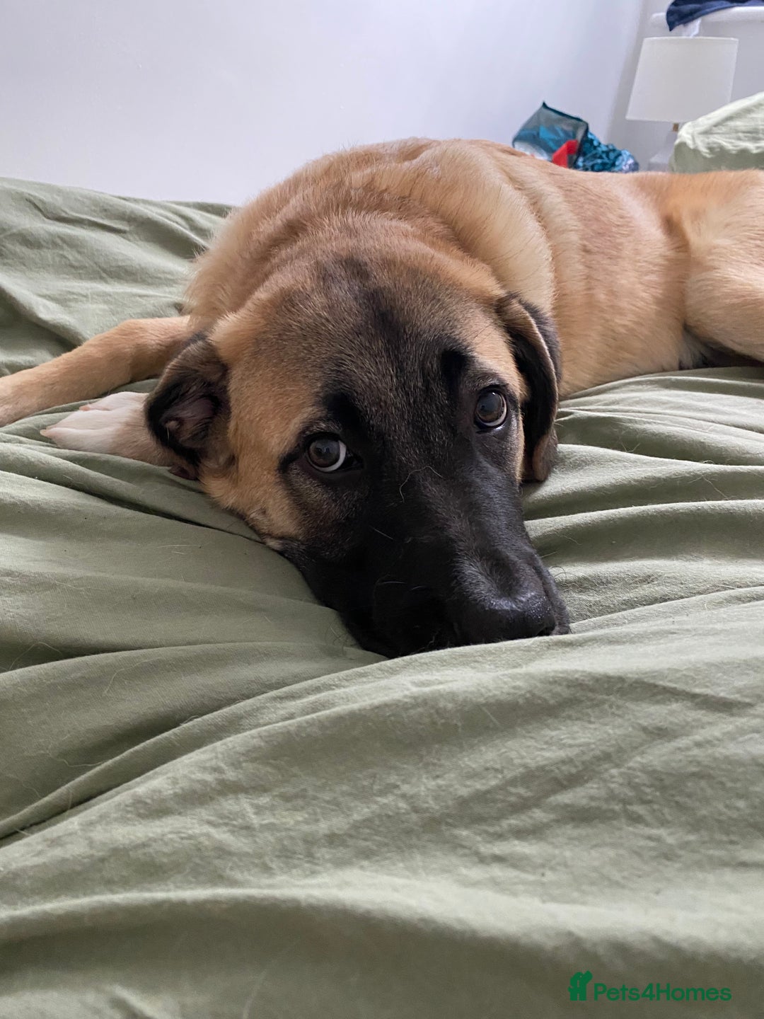 Mixed Breed dogs for sale: Billy - Image 3