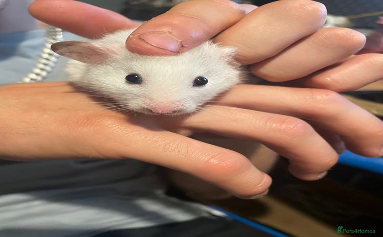 Hamster rodents - Advert 7