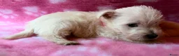 West Highland Terrier dogs for sale: 6 KC Registered West Highland Terrier Puppies  - Advert 4