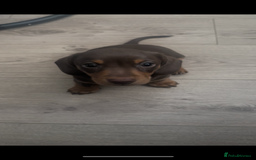 Miniature Dachshund dogs for sale: Miniature daschunds  READY TO LEAVE 29th SEPT - Image 18