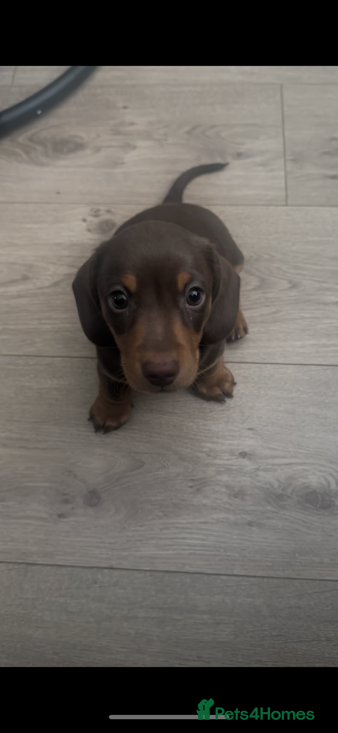Miniature Dachshund dogs for sale: Miniature daschunds  READY TO LEAVE 29th SEPT - Image 18